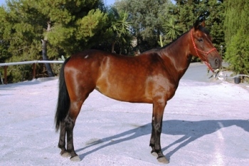 Ippiatria