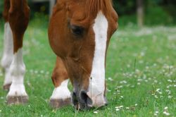 eating_grass-jpg-9a829c61-1