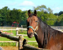 animal-107808_1280-ceae9602