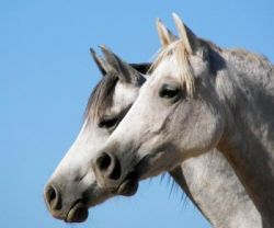 arabian_horse-2ab7ed72