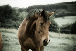 cavallo_liberta-adf2b318