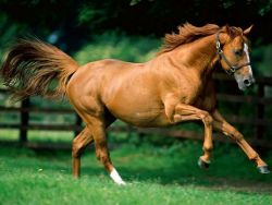 cavallo_trotto-3711d30c