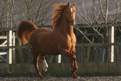 chestnut-fd168bc6