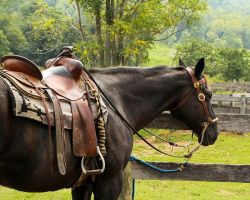 horse-176990_960_720-d2cabf47
