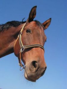 horse-473093_1280-966b6668