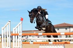 horse-721136_960_720-4160cbd6