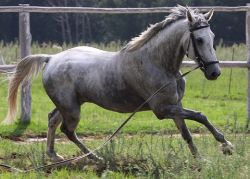horse-equino-jpg-8e1082b0-1