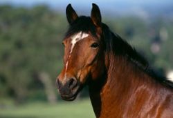 horse_otb-7b13735b