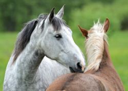 horse_passports-98cf9e79-1
