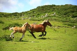 horses-1123042_640-8939cbe4