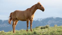 horses-1149974_1280-68b08410-1