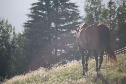 horses-1150017_960_720-1d26c50c