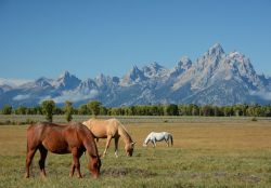 horses-208827_640-2b733aae