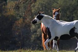horses-314520_640-51d8ac69
