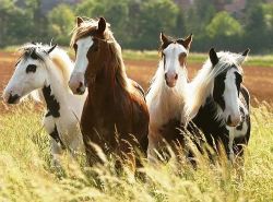 horses-d44ec160-1