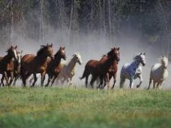 images-0bea8977
