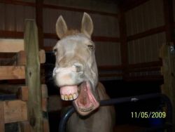 laughinhorse-98ee714d-1