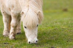 shetland-pony-164902_640-b0fe73fb