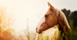 shutterstock-2ac1c382