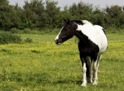 pony_bianco_nero-e04a9d33