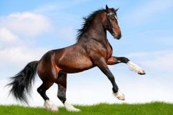 tosatura-cavallo-jpg-e25ac166
