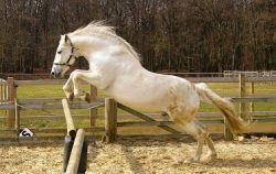 cavalli-spagnoli_ng1-57fc971c