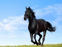 cavallo-nero-jpg-67b92453
