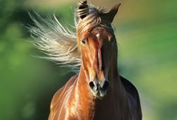 cavallo_art-b0bf4b2f-1