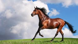 cavallo_jpg-cb3889f6