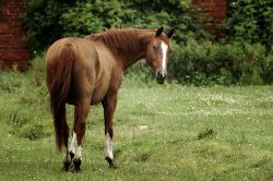cavallo_libero_natura-8f91db7a