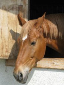 cavallo_ritratto-ebdff692