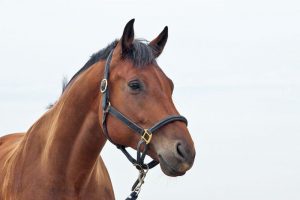 cavallo_sfondobianco