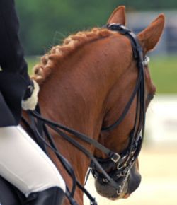 dressage-958ed435
