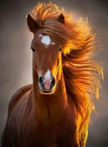 ear_horses_-386dc17e