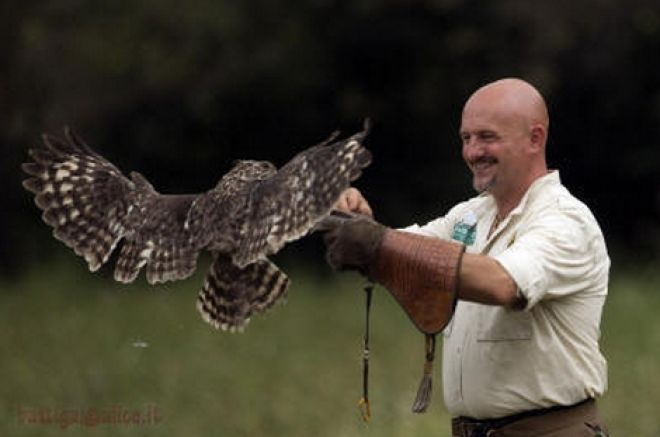 falconeria-a-cavallo-9a37331c
