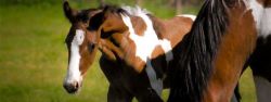 foal-8326ba86