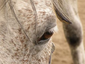 horse-503619_1280