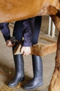 horse-719518_1280-ec4f9449