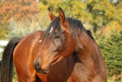horse-stallone-7a84ffe6