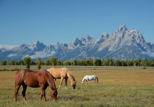 horses-208827_640