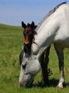 horses-84374_1280-a8d2bacb