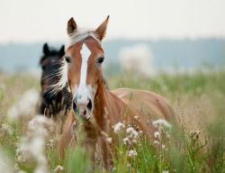 horses-ears-8e22fd81