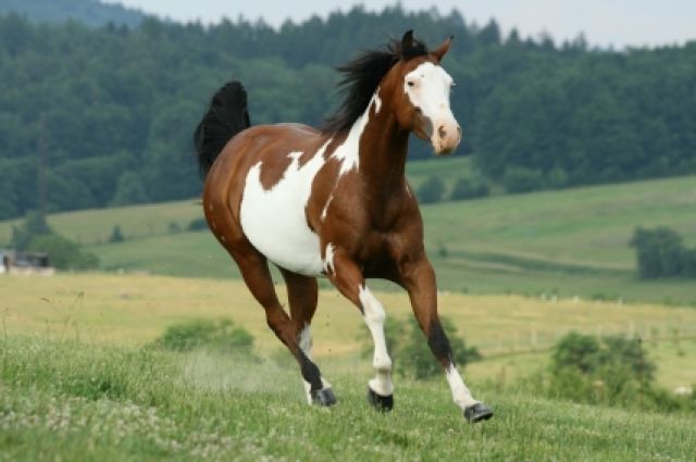 paint-horse-3962b555