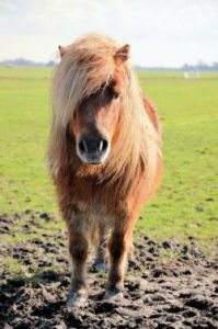 pony-316672_1280-e1c8ad65