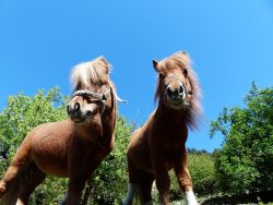 pony-a8182911