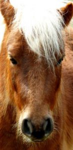 pony-face-7626ac89