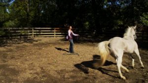 200243463-addestratore-di-cavalli-pascolo-guidare-grigio-cavallo