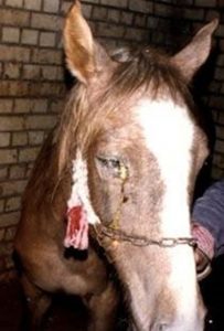 malattie-cavallo_n2