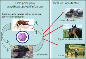 166-westnile